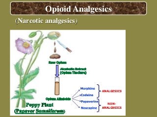 (Narcotic analgesics)
ANALGESICS
NON-
ANALGESICS
Opioid Analgesics
 