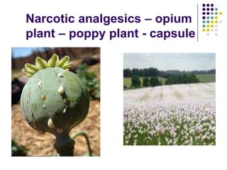 Narcotic analgesics – opium
plant – poppy plant - capsule

 