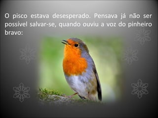 O pisco estava desesperado. Pensava já não ser
possível salvar-se, quando ouviu a voz do pinheiro
bravo:
 