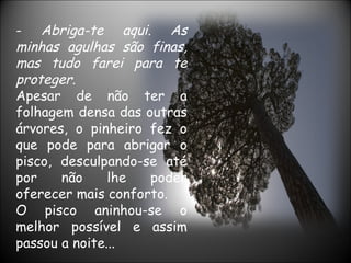 - Abriga-te aqui. As
minhas agulhas são finas,
mas tudo farei para te
proteger.
Apesar de não ter a
folhagem densa das outras
árvores, o pinheiro fez o
que pode para abrigar o
pisco, desculpando-se até
por    não     lhe  poder
oferecer mais conforto.
O pisco aninhou-se o
melhor possível e assim
passou a noite...
 