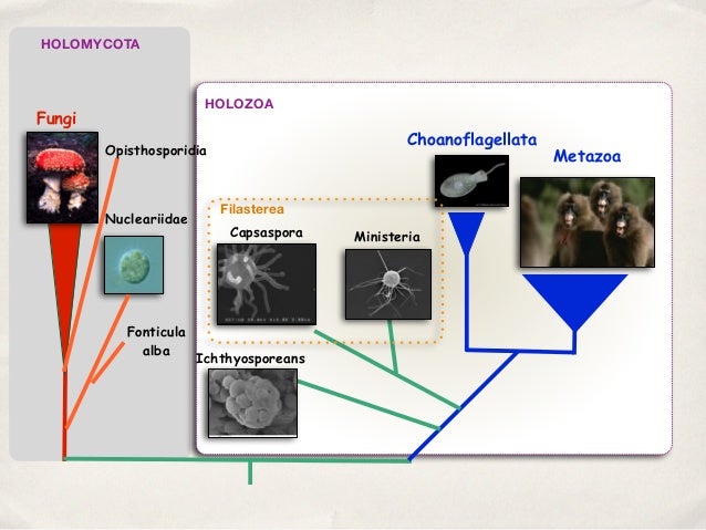 The Opisthokonts, 2014