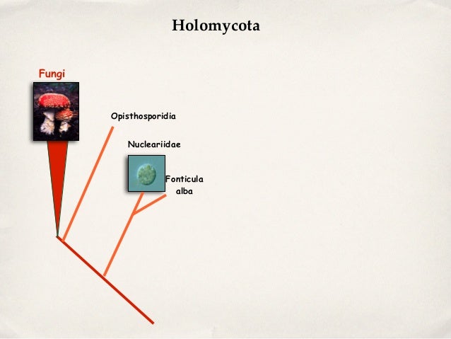 The Opisthokonts, 2014