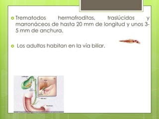 Trematodos hermafroditas, traslúcidos y marronáceos de hasta 20 mm de longitud y unos 3-5 mm de anchura. Los adultos habitan en la vía biliar.