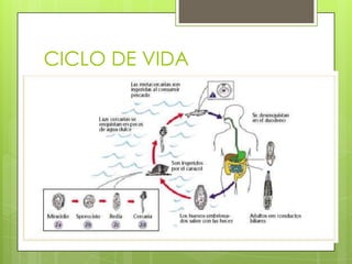 CICLO DE VIDA