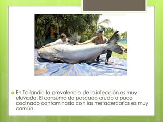 En Tailandia la prevalencia de la infección es muy elevada. El consumo de pescado crudo o poco cocinado contaminado con las metacercarias es muy común.