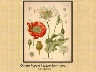 Opium Poppy: Papaver Somniferum
           Julie Jackson
 