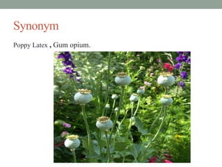 Synonym
Poppy Latex , Gum opium.
 