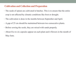Cultivationand Collectionand Preparation
• The seeds of opium are cultivated in batches. This is to ensure that the entire
crop is not affected by climatic conditions like frost or drought.
• The cultivation is done in the months between September and April.
• A gap of 25 cm should be maintained between two consecutive plants.
• Before sowing the seeds, they are mixed with sands properly.
• About five to six capsules appear on each plant and it flowers in the month of
May-June.
 