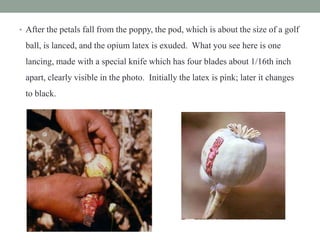 • After the petals fall from the poppy, the pod, which is about the size of a golf
ball, is lanced, and the opium latex is exuded. What you see here is one
lancing, made with a special knife which has four blades about 1/16th inch
apart, clearly visible in the photo. Initially the latex is pink; later it changes
to black.
 