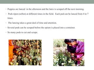 • Poppies are lanced in the afternoon and the latex is scraped off the next morning.
• Pods ripen (soften) at different times in the field. Each pod can be lanced from 4 to 7
times.
• The lancing takes a great deal of time and attention.
• Several pods can be scraped before the opium is placed into a container.
• So many pods to cut and scrape.
 