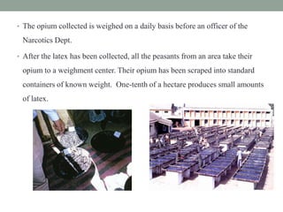 • The opium collected is weighed on a daily basis before an officer of the
Narcotics Dept.
• After the latex has been collected, all the peasants from an area take their
opium to a weighment center. Their opium has been scraped into standard
containers of known weight. One-tenth of a hectare produces small amounts
of latex.
 