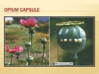 OPIUM CAPSULE
 