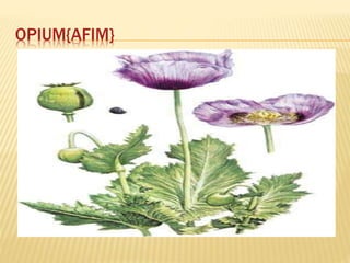 OPIUM{AFIM}
 