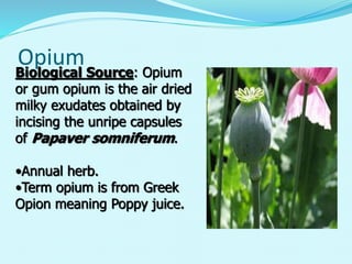 Opium
Biological Source: Opium
or gum opium is the air dried
milky exudates obtained by
incising the unripe capsules
of Papaver somniferum.
•Annual herb.
•Term opium is from Greek
Opion meaning Poppy juice.
 