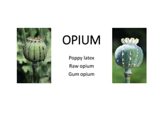 OPIUM
Poppy latex
Raw opium
Gum opium
 