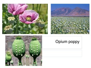 Opium poppy
 