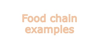 Food chain examples