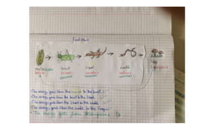 Food chain examples
