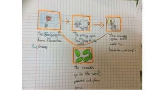 Food chain examples