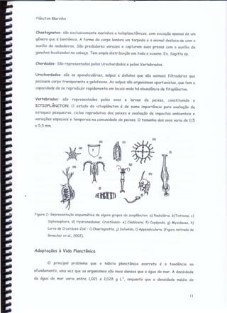 Plôncton Marinho
Chaetognatos- são exclusivamente marinhos e holoplanctônicos, com exceção apenas de um
gênero que é bentônico. A forma do corpo lembra um torpedo e o animal desloca-se com o
auxílio de nadadeiras. São predadores vorazes e capturam Suas presas com o auxílio de
ganchos localizados na cabeça. Tem ampla distribuição em todo o oceano. Ex. Sagitta sp.
Chordados- São representados pelos Urochordados e pelos Vertebrados.
Urochordados: são as apendiculárias, salpas e dolíolos que são animais filtradores que
possuem corpo transparente e gelatinoso. As salpas são organismos oportunistas, que tem a
capacidade de se reproduzir rapidamente em locais onde há abundância de fitoplâncton.
Vertebrados: são representados pelos ovos e larvas de peixes, constituindo o
ICTIOPLÂNCTON. O estudo do ictioplâncton é de suma importância para avaliação de
estoques pesqueiros, ciclos reprodutivo dos peixes e avaliação de impactos ambientais e
variações espaciais e temporais na comunidade de peixes. O tamanho dos ovos varia de 0,5
a 5,5 mm.
..
(g)
(j)
(d)
(i)
Figura 2- Representação esquemática de alguns grupos do zooplâncton: a) Radiolária; b)Tintinina: c)
Siphonophora, d) Hydromedusae: Crustáceos- e) Cladócera; f) Copépoda, g) Mysidacea, h)
Larva de Crustáceo-Zoé - i) Chaetognatha, j) Doliolida, I) Appendicularia. (Figura retirada de
Bonecker et aI., 2002).
Adaptações à Vida Planctônica
O principal problema que o hábito planctônico acarreta é a tendência ao
afundamento, uma vez que os organismos são mais densos que a água do mar. A densidade
da água do mar varia entre 1,021 e 1,028 g L-I, enquanto que a densidade média do
II
 