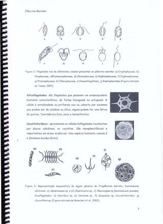 Plâncton Marinho
A
F
~
G
D .
O a
B c o E
J
figura 2- flagelados nus de diferentes classes presentes no plâncton marinho: a) Cryptophyceae, b)
Dinophyceae, c)Prymnesiophyceae, d) Chrysophyceae, e) Raphidophyceae, f) Euglenophyceae,
g) Prasinophyceae, h) Chlorophyceae, i) Choanoflage"idea, j) Kinetoplastidea (figura retirada
de Tomas, 1997).
G H
Silicoflagelodos: são. flagelados que possuem um endoesqueleto
bastante característico, de forma hexagonal ou octogonal. A
célula é arredondada ou piriforme nua ou coberta por escamas
que podem ser de celulose ou silicc, alguns podem ter uma lórica
de quitina. Tem hábitos foto, mixo e hcter-ótr-ofos.
Cocolitoforídeos: apresentam as células biflageladas recobertas
por placas calcáreas, os cocolitos. São nanoplanctônicos e
importantes em áreas oceânicas. Uma espécie bastante comum é
a Emi/iania hux/eyi (foto).
(a)
I
(b)
(c)
~
(t)
(d> I (:
@~
(g)
figura 3- Representação esquemática de alguns gêneros do fitoplôncton marinho: Diatomáceas
cêntricas- a) Skeletonema sp. e b) Chaetoceros sp., c) P/eurosigma sp (diatomáceas penada):
Dinoflagelados- d) Noctiluca sp, e) Ceratium sp., f) Gonyaluax sp: Coccolitoforídeo- g)
Coccolithussp. (figura retirada de Bonecker et aI., 2002).
8
 