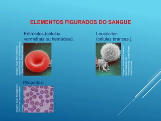 O Plasma e os Elementos figurados do sangue.pptx