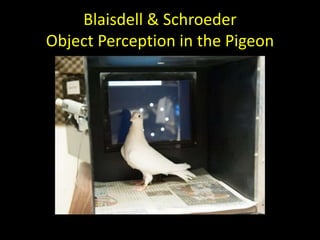 Blaisdell & Schroeder
Object Perception in the Pigeon
 