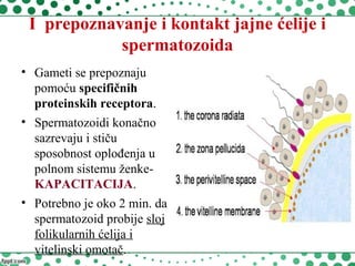I prepoznavanje i kontakt jajne ćelije i
spermatozoida
• Gameti se prepoznaju
pomoću specifičnih
proteinskih receptora.
• Spermatozoidi konačno
sazrevaju i stiču
sposobnost oplođenja u
polnom sistemu ženke-
KAPACITACIJA.
• Potrebno je oko 2 min. da
spermatozoid probije sloj
folikularnih ćelija i
vitelinski omotač.
 