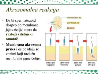 Akrozomalna reakcija
• Da bi spermatozoid
dospeo do membrane
jajne ćelije, mora da
razloži vitelinski
omotač.
• Membrana akrozoma
prska i oslobađaju se
enzimi koji razlažu
membranu jajne ćelije.
 