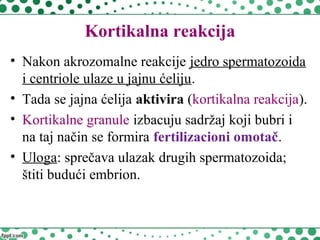 Kortikalna reakcija
• Nakon akrozomalne reakcije jedro spermatozoida
i centriole ulaze u jajnu ćeliju.
• Tada se jajna ćelija aktivira (kortikalna reakcija).
• Kortikalne granule izbacuju sadržaj koji bubri i
na taj način se formira fertilizacioni omotač.
• Uloga: sprečava ulazak drugih spermatozoida;
štiti budući embrion.
 