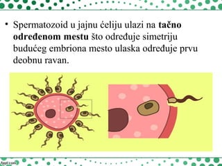 • Spermatozoid u jajnu ćeliju ulazi na tačno
određenom mestu što određuje simetriju
budućeg embriona mesto ulaska određuje prvu
deobnu ravan.
 