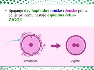 • Spajanje dve haploidne muške i ženske polne
ćelije pri čemu nastaje diploidna ćelija-
ZIGOT
 
