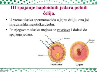 III spajanje haploidnih jedara polnih
ćelija.
• U vreme ulaska spermatozoida u jajnu ćeliju, ona još
nije završila mejotičku deobu.
• Po njegovom ulasku mejoza se završava i dolazi do
spajanja jedara.
 
