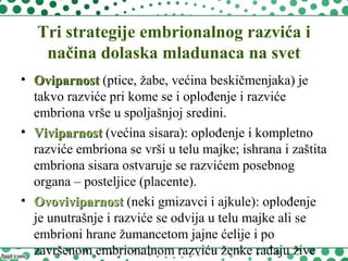 Tri strategije embrionalnog razvića i
načina dolaska mladunaca na svet
• OviparnostOviparnost (ptice, žabe, većina beskičmenjaka) je
takvo razviće pri kome se i oplođenje i razviće
embriona vrše u spoljašnjoj sredini.
• ViviparnostViviparnost (većina sisara): oplođenje i kompletno
razviće embriona se vrši u telu majke; ishrana i zaštita
embriona sisara ostvaruje se razvićem posebnog
organa – posteljice (placente).
• OvoviviparnostOvoviviparnost (neki gmizavci i ajkule): oplođenje
je unutrašnje i razviće se odvija u telu majke ali se
embrioni hrane žumancetom jajne ćelije i po
završenom embrionalnom razviću ženke rađaju žive
 