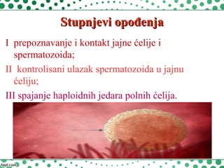 Stupnjevi opođenjaStupnjevi opođenja
I prepoznavanje i kontakt jajne ćelije i
spermatozoida;
II kontrolisani ulazak spermatozoida u jajnu
ćeliju;
III spajanje haploidnih jedara polnih ćelija.
 
