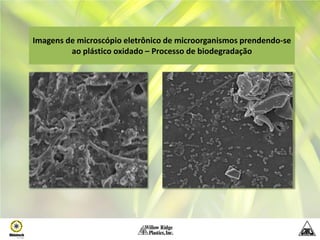 Imagens de microscópio eletrônico de microorganismos prendendo-se
         ao plástico oxidado – Processo de biodegradação
 