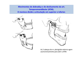 Movimentos de dobradiça e de deslisamento da art.
Temporomandibular (ATM).
O menisco divide a articulação em superior e inferior.
As 2 cabeças do m. pterigoide externo agem
assincronicamente para abrir a ATM.
 