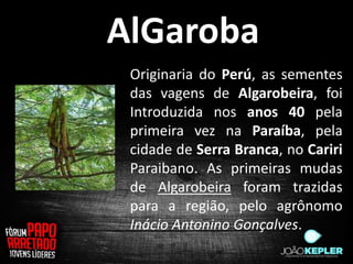 AlGaroba
 Originaria do Perú, as sementes
 das vagens de Algarobeira, foi
 Introduzida nos anos 40 pela
 primeira vez na Paraíba, pela
 cidade de Serra Branca, no Cariri
 Paraibano. As primeiras mudas
 de Algarobeira foram trazidas
 para a região, pelo agrônomo
 Inácio Antonino Gonçalves.
 