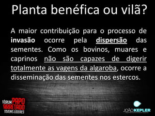 Planta benéfica ou vilã?
A maior contribuição para o processo de
invasão ocorre pela dispersão das
sementes. Como os bovinos, muares e
caprinos não são capazes de digerir
totalmente as vagens da algaroba, ocorre a
disseminação das sementes nos estercos.
 