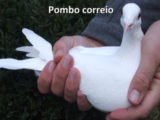 Pombo correioPombo correio
 