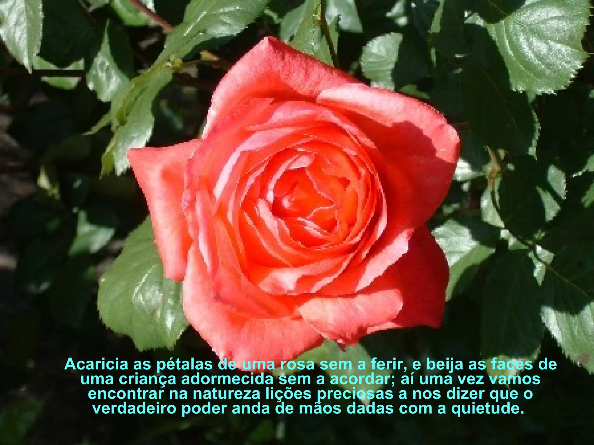 Acaricia as pétalas de uma rosa sem a ferir, e beija as faces de uma criança adormecida sem a acordar; aí uma vez vamos encontrar na natureza lições preciosas a nos dizer que o verdadeiro poder anda de mãos dadas com a quietude.  