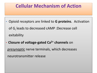Cellular Mechanism of Action
• Opioid receptors are linked to G proteins. Activation
of Gi leads to decreased cAMP :Decrease cell
exitability
• Closure of voltage-gated Ca2+ channels on
presynaptic nerve terminals, which decreases
neurotransmitter release
 