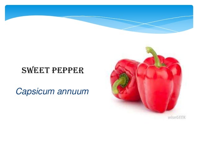 Related studies about bell pepper picture