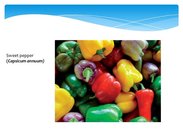 Bell pepper thesis pdf picture