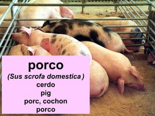 porco 
(Sus scrofa domestica ) 
cerdo 
pig 
porc, cochon 
porco 
 