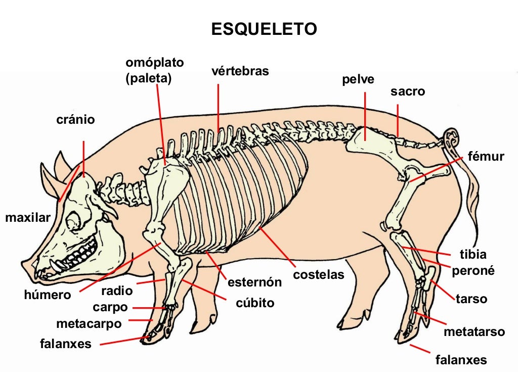 Éléments de linguistique textuelle main image 0