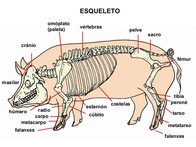 O porco
