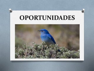 OPORTUNIDADES 
 