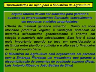 Alguns fatores devem ser atacados para garantir o
sucesso de empreendimentos florestais, especialmente
em pequenas e médias propriedades:
•Oferta de material genético superior. Como em toda
atividade produtiva vegetal, a vantagem potencial de
materiais selecionados geneticamente é enorme em
relação a materiais não selecionados. Este fato é ainda
mais importante quando se leva em consideração a
distância entre plantio e colheita e o alto custo financeiro
de uma produção baixa.
O Ministério da Agricultura está organizando em parceria
com a Embrapa Florestas um mecanismo que garanta a
disponibilização de sementes de qualidade superior (Resp.
Luis Antonio Ribeiro e João Batista da Silva)
Oportunidades de Ação para o Ministério de Agricultura
 