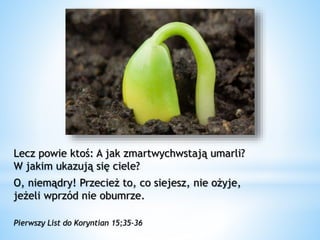 Lecz powie ktoś: A jak zmartwychwstają umarli?
W jakim ukazują się ciele?
O, niemądry! Przecież to, co siejesz, nie ożyje,
jeżeli wprzód nie obumrze.
Pierwszy List do Koryntian 15;35-36
 